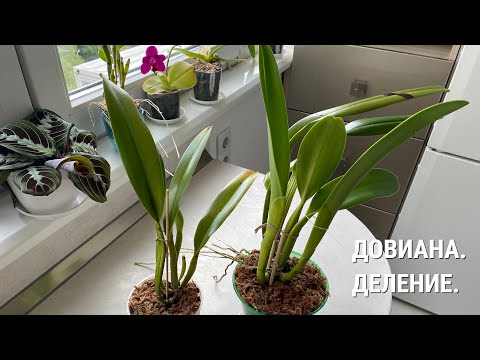 Видео: Cattleya dowiana- деление, пересадка и мои размышления.