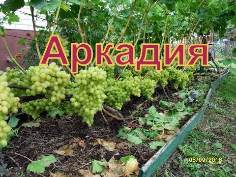 Видео: Виноград Беларуси . Лидчина . Сорт винограда -Аркадия ( Настя )