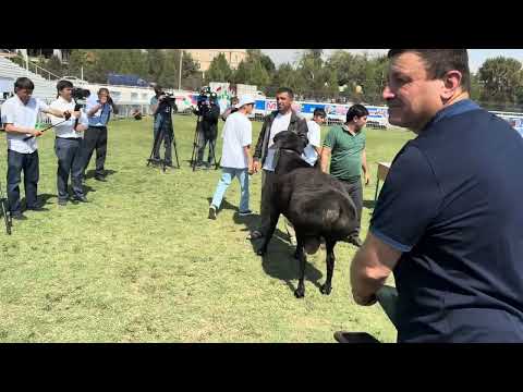 Видео: Репортаж с выставки гиссарских овец в Гиссаре, Таджикистан сентябрь 2025 год