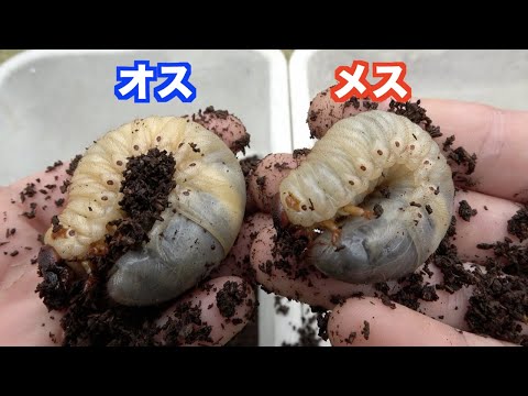 Видео: Как отличить личинок мужского и женского жуков