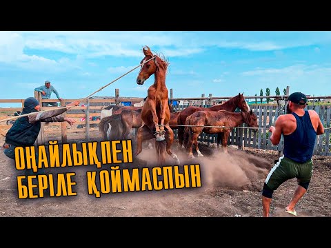Видео: Жылқыларды қораға қамадық,Саяқтарды қамап олардың тұсауын ауыстырдық, Ерлан бір айғырға мініп алды.