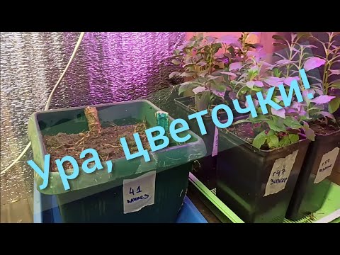 Видео: Георгины в Январе. Разбор после зимовки. Посадка на проращивание.
