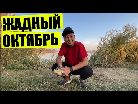 Видео: Попытка поймать карпа по холодной воде в конце октября, рыбалка близ Алматы, рыбалка на усадьбе.