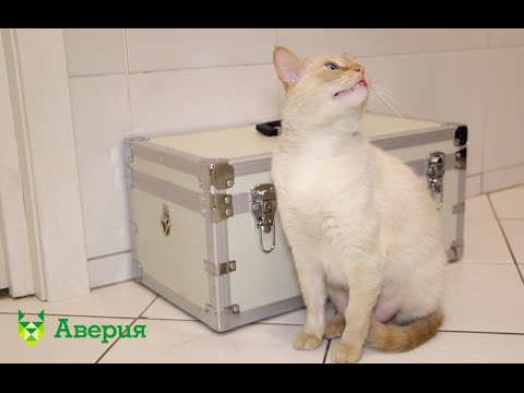 Видео: Техника принудительного кормления кошек и собак