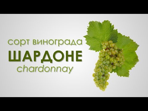 Видео: Сорт винограда Шардоне