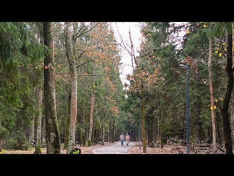 Видео: Центральная просека в лесопарке!