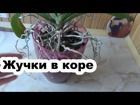 Видео: подуры  Жучки в коре с орхидеей