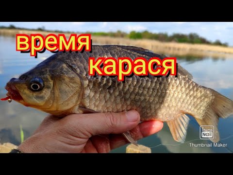 Видео: Мормышинг.Не зря сходил за подсаком.Карась на мормышку.