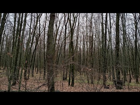 Видео: Стрим 🔴