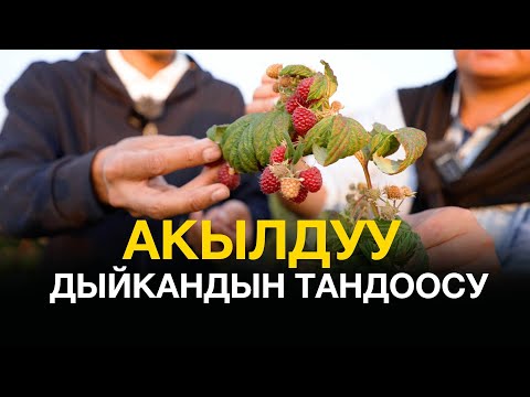 Видео: Элитный  сорт Мопема, көчөттөрү! Малина менен бизнес кылам дегендерге!