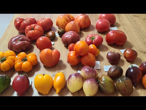 Видео: Томаты в Германии.  Встречаем октябрь ярким многоцветьем вкусных томатов. 