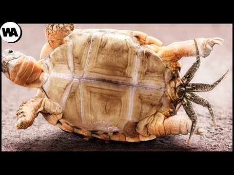 Видео: Когда Черепаха Умирает, Что-то Выходит из Нее