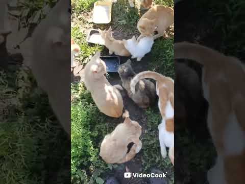 Видео: На природе с котами