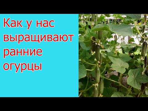 Видео: Выращивание огурцов на гребнях или, как вырастить ранние огурцы.