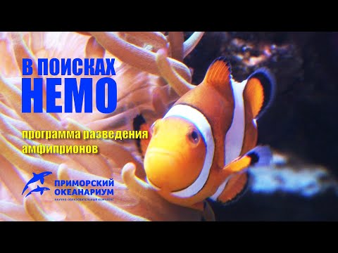 Видео: РАЗВЕДЕНИЕ АМФИПРИОНОВ