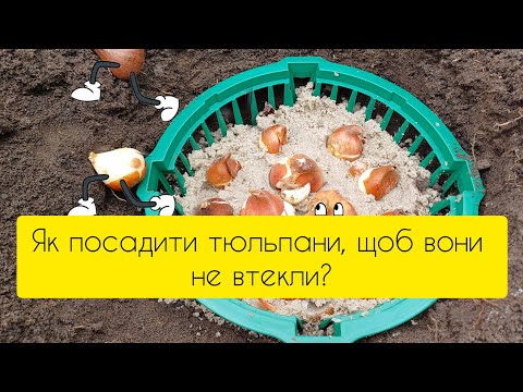 Видео: Як посадити тюльпани, щоб вони нікуди не втекли?🦵🦵🦵🦵🦵