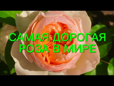 Видео: Розы. Самая дорогая роза в мире . Топ 5 лучших сортов Дэвида Остина.🌹🌹🌹