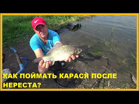 Видео: Как Поймать Карася После Нереста на Дону? Выезжаем на Охоту! Чудо- Блюдо На Костре!