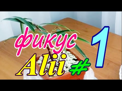 Видео: Фикус Али/Ficus binnendijkii 'Alii'. Выращиваю из черенка #1 Январь 2022