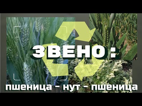 Видео: Нут, один из вариантов выжить в сезоне 2024. Интерагромаш 2024.