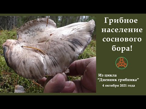 Видео: Грибное население соснового бора! Дневник грибника 4 октября 2021 года.