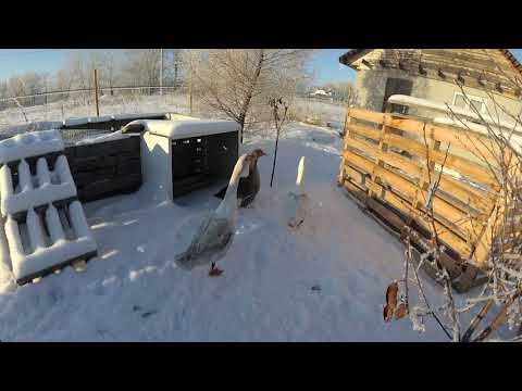 Видео: Мороз и солнце, чуть не подморозил