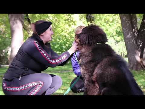Видео: 2 тренировка Тибетский Мастиф Блек послушание.