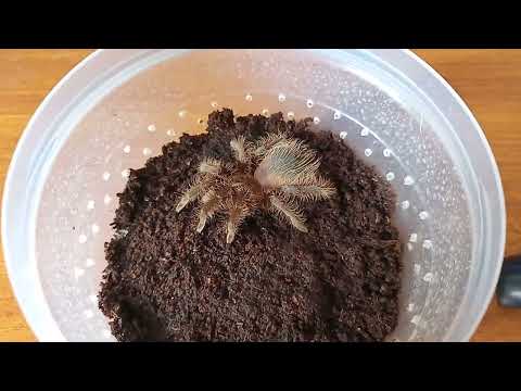 Видео: Влог. Возня с пауками и скорпионами