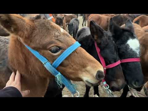 Видео: ЖЫЛКЫ БЭЭ БАЙТАЛ ТАЙ БААЛАРЫ 💪🏻 #байтв 