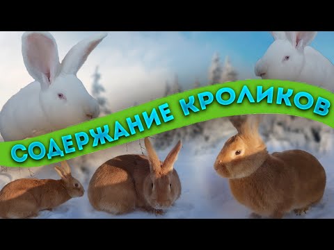 Видео: Содержание кроликов. Жизнь в деревне.