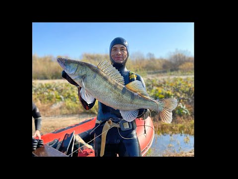 Видео: Осенний Супер Трофей!Гигантский Судак и Логово Сомов!подводная охота!