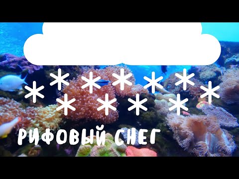 Видео: Рифовый снег