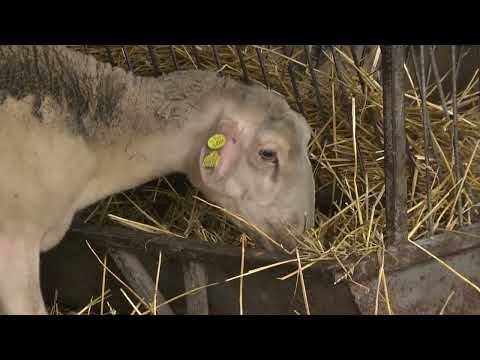 Видео: Централна емисия новини на АГРО ТВ – 11.11.2025 г.