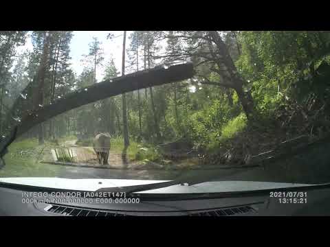 Видео: Дорога в Узункол