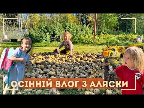 Видео: невже СТІЛЬКИ врожаю на АЛЯСЦІ \ поліція шукає нашу дитину