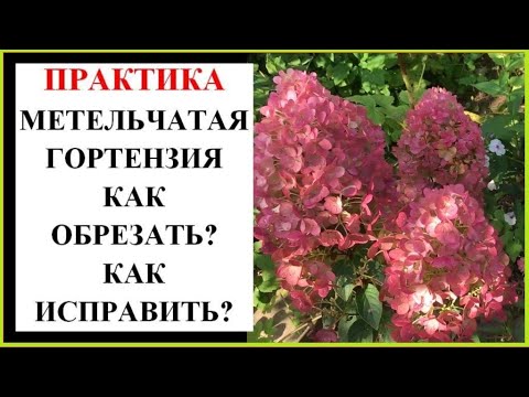 Видео: Метельчатая гортензия. Формирующая обрезка.  Исправление формы