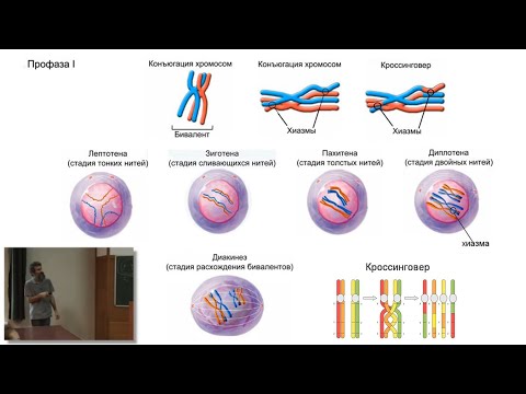 Видео: Лекция 7. Митоз, мейоз. Окштейн И.Л., МФТИ