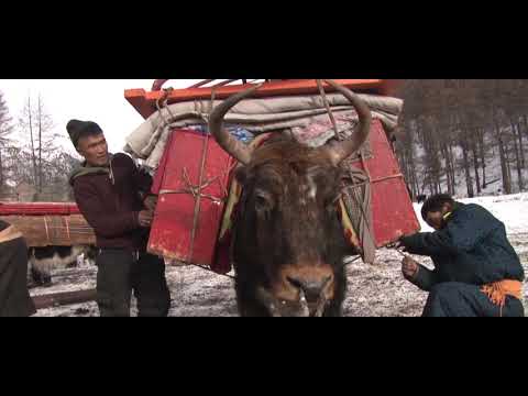 Видео: Дархад нүүдэл Зур-4 Б.Заяажаргал