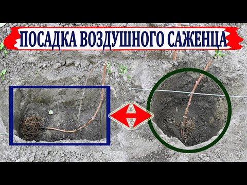 Видео: 🍇 Необычная и обычная посадки воздушного саженца винограда на постоянное место.