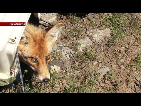 Видео: Капастагы жапайы жаныбарлар бошотулду / 08.05.19 / НТС