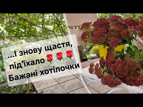 Видео: Чергова порція бажаних саджанців