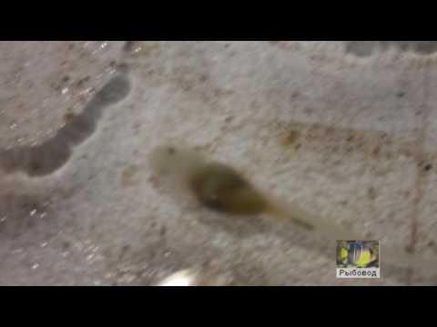 Видео: Личинка веслоноса! The larvae of paddlefish