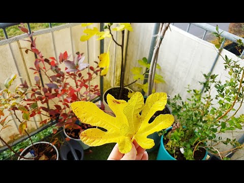 Видео: Осень, ОГОРОД на БАЛКОНЕ. ЦВЕТЫ, инжир, голубика, брусника, клюква, виноград, зелень в ГОРШКАХ