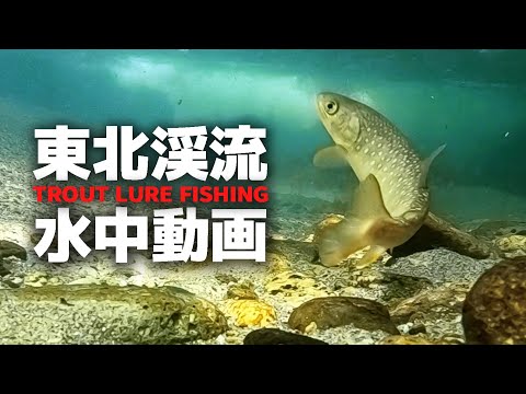 Видео: [Горный ручей] Я был свидетелем подводной камеры! Форели гоняются за приманками