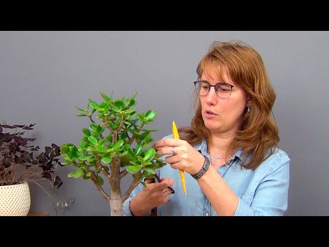 Видео: Формирование кроны крассулы (ч.6).