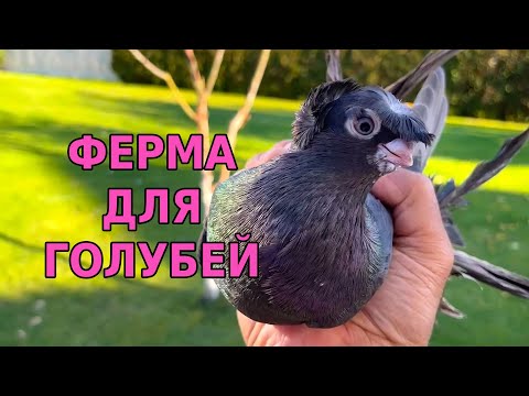 Видео: Построил ферму для голубей. Двухчубые голуби. Tauben. Pigeons. Palomas. Pombos. 비둘기.