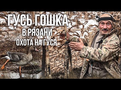 Видео: Охота на гуся. Гусь Гошка в Рязани.