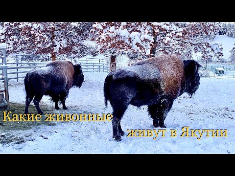 Видео: Какие животные живут в Якутии
