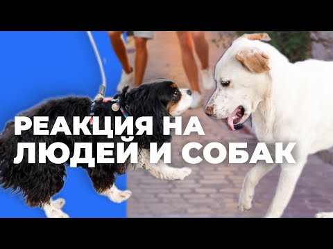 Видео: Поведение собаки на поводке при людях и собаках 🎙 Научить проходить мимо собак, не тянуться к людям🎥