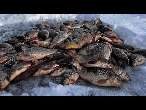 Видео: КАРАСЬ СОШЕЛ С УМА В ЭТОМ ОЗЕРЕ! МОРМЫШКА РУЛИТ.